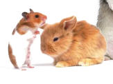 vétérinaire lapin et cobaye