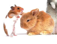 vétérinaire lapin et cobaye