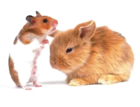 vétérinaire lapin et cobaye